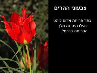 צבעוני ההרים כתר פריחה אדום לוהט כאילו היה זה מלך הפריחה בכרמל . 