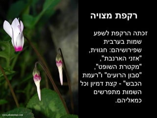 רקפת מצויה זכתה הרקפת לשפע שמות בערבית שפירושיהם :  חגווית , " אזני הארנבת ", " מקטרת השופט ", " סבון הרועים "  ו " רעמת הכבש " -  קצת דמיון וכל השמות מתפרשים כמאליהם . 