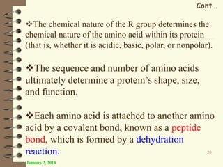 January 2, 2018
20
The chemical nature of the R group determines the
chemical nature of the amino acid within its protein
(that is, whether it is acidic, basic, polar, or nonpolar).
The sequence and number of amino acids
ultimately determine a protein’s shape, size,
and function.
Each amino acid is attached to another amino
acid by a covalent bond, known as a peptide
bond, which is formed by a dehydration
reaction.
Cont…
 