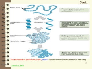 January 2, 2018
25
Cont…
The four levels of protein structure (Source: National Human Genome Research Institute)
 