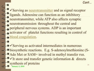 January 2, 2018
38
Serving as neurotransmitter and as signal receptor
ligands. Adenosine can function as an inhibitory
neurotransmitter, while ATP also affects synaptic
neurotransmission throughout the central and
peripheral nervous systems. ADP is an important
activator of platelet functions resulting in control of
blood coagulation.
Serving as activated intermediates in numerous
biosynthetic reactions. E.g. S-adenosylmethionine (S-
Ado Met or SAM= involved in methyl transfer rxn.
It store and transfer genetic information & directs
synthesis of proteins
Cont…
 