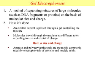 Gel Electrophoresis
1. A method of separating mixtures of large molecules
(such as DNA fragments or proteins) on the basis of
molecular size and charge.
2. How it’s done
• An electric current is passed through a gel containing the
mixture
• Molecules travel through the medium at a different rates
according to size and electrical charge:
Rate a size and charge
• Agarose and polyacrylamide gels are the media commonly
used for electrophoresis of proteins and nucleic acids.
 