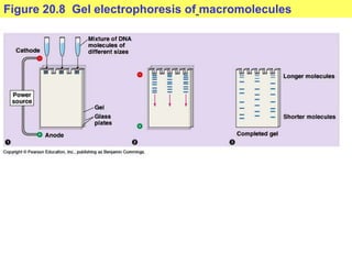 Figure 20.8 Gel electrophoresis of macromolecules
 