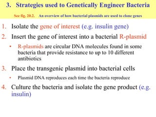 3. Strategies used to Genetically Engineer Bacteria
See fig. 20.2. An overview of how bacterial plasmids are used to clone genes
1. Isolate the gene of interest (e.g. insulin gene)
2. Insert the gene of interest into a bacterial R-plasmid
• R-plasmids are circular DNA molecules found in some
bacteria that provide resistance to up to 10 different
antibiotics
3. Place the transgenic plasmid into bacterial cells
• Plasmid DNA reproduces each time the bacteria reproduce
4. Culture the bacteria and isolate the gene product (e.g.
insulin)
 