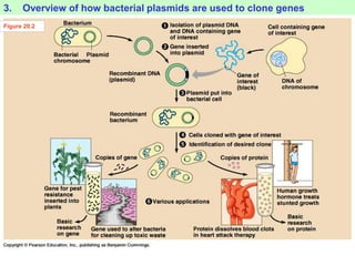 3. Overview of how bacterial plasmids are used to clone genes
Figure 20.2
 