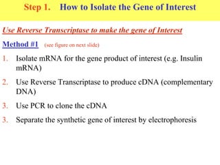 Step 1. How to Isolate the Gene of Interest
Use Reverse Transcriptase to make the gene of Interest
Method #1 (see figure on next slide)
1. Isolate mRNA for the gene product of interest (e.g. Insulin
mRNA)
2. Use Reverse Transcriptase to produce cDNA (complementary
DNA)
3. Use PCR to clone the cDNA
3. Separate the synthetic gene of interest by electrophoresis
 