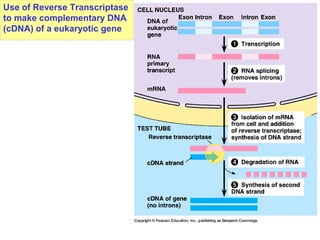 Use of Reverse Transcriptase
to make complementary DNA
(cDNA) of a eukaryotic gene
 