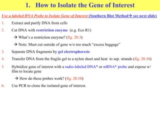 1. How to Isolate the Gene of Interest
Use a labeled DNA Probe to Isolate Gene of Interest (Southern Blot Method see next slide)
1. Extract and purify DNA from cells
2. Cut DNA with restriction enzyme (e.g. Eco R1)
 What’s a restriction enzyme? (fig. 20.3)
 Note: Must cut outside of gene w/o too much “excess baggage”
3. Separate DNA fragments by gel electrophoresis
4. Transfer DNA from the fragile gel to a nylon sheet and heat to sep. strands (fig. 20.10)
5. Hybridize gene of interest with a radio-labeled DNA* or mRNA* probe and expose w/
film to locate gene
 How do these probes work? (fig. 20.10)
6. Use PCR to clone the isolated gene of interest.
 
