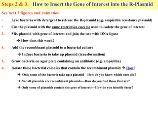 Steps 2 & 3. How to Insert the Gene of Interest into the R-Plasmid
See next 3 figures and animation
• Lyse bacteria with detergent to release the R-plasmid (e.g. ampicillin resistance plasmid)
• Cut the plasmid with the same restriction enzyme used to isolate the gene of interest
3. Mix plasmid with gene of interest and join the two with DNA ligase
 How does this work?
4. Add the recombinant plasmid to a bacterial culture
 Induce bacteria to take up plasmid (transformation)
5. Grow bacteria on agar plate containing an antibiotic (e.g. ampicillin)
6. Isolate those bacterial colonies that contain the recombinant plasmid  How?
 Only some of the bacteria take up a plasmid—How do you know which ones did?
 Not all plasmids are recombinant plasmids—How do you find those that are?
 Only some of plasmids contain the gene of interest—How do you identify these?
 