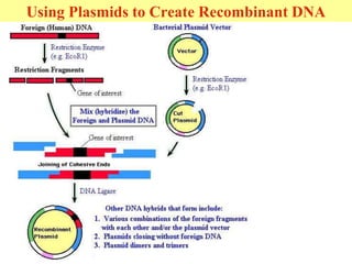 Using Plasmids to Create Recombinant DNA
 