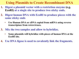 Using Plasmids to Create Recombinant DNA
1. Digest a plasmid vector with a restriction enzyme (e.g.
EcoRI) at a single site to produce two sticky ends.
2. Digest human DNA with EcoRI to produce pieces with the
same sticky ends
• Use Human DNA or cDNA copied from mRNA using reverse
transcriptase from retroviruses.
3. Mix the two samples and allow to hybridize.
• Some plasmids will hybridize with pieces of human DNA at the
EcoRI site.
4. Use DNA ligase is used to covalently link the fragments.
 