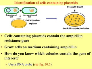 Identification of cells containing plasmids
• Cells containing plasmids contain the ampicillin
resistance gene
• Grow cells on medium containing ampicillin
• How do you know which colonies contain the gene of
interest?
• Use a DNA probe (see fig. 20.5)
 