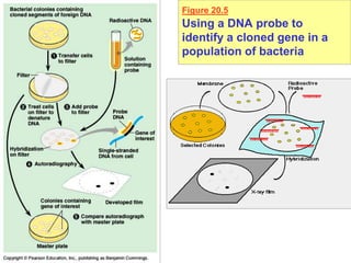 Figure 20.5
Using a DNA probe to
identify a cloned gene in a
population of bacteria
 