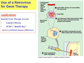 Use of a Retrovirus
for Gene Therapy
Applications
Somatic Gene Therapy to treat
• Gaucher Disease
• SCID’s “Bubble Boy”
(Severe Combined Immune Difficiency)
 