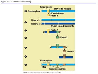 Figure 20.11 Chromosome walking
 