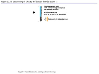 Figure 20.12 Sequencing of DNA by the Sanger method (Layer 1)
 