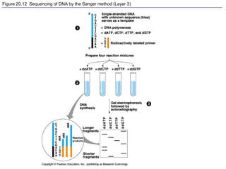 Figure 20.12 Sequencing of DNA by the Sanger method (Layer 3)
 