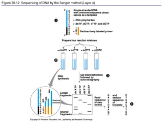 Figure 20.12 Sequencing of DNA by the Sanger method (Layer 4)
 