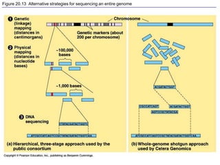 Figure 20.13 Alternative strategies for sequencing an entire genome
 