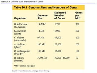 Table 20.1 Genome Sizes and Numbers of Genes
 