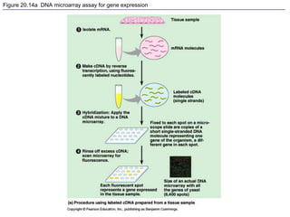 Figure 20.14a DNA microarray assay for gene expression
 
