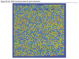 Figure 20.14b DNA microarray assay for gene expression
 