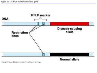 Figure 20.15 RFLP markers close to a gene
 