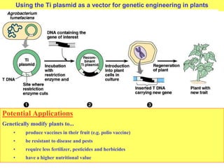 Using the Ti plasmid as a vector for genetic engineering in plants
Potential Applications
Genetically modify plants to...
• produce vaccines in their fruit (e.g. polio vaccine)
• be resistant to disease and pests
• require less fertilizer, pesticides and herbicides
• have a higher nutritional value
 