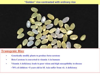 “Golden” rice contrasted with ordinary rice
Transgenic Rice
• Genetically modify plants to produce beta-carotene
• Beta Carotene is converted to vitamin A in humans
• Vitamin A deficiency leads to poor vision and high susceptibility to disease
~70% of children <5 years old in SE Asia suffer from vit. A deficiency
 