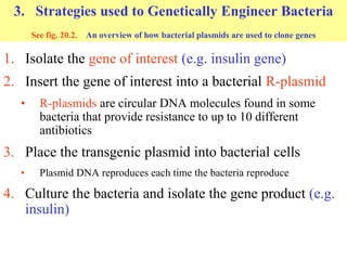 3. Strategies used to Genetically Engineer Bacteria
See fig. 20.2. An overview of how bacterial plasmids are used to clone...