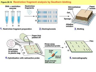 Figure 20.10 Restriction fragment analysis by Southern blotting
 