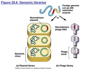 Figure 20.6 Genomic libraries
 