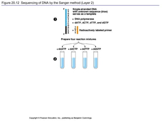 Figure 20.12 Sequencing of DNA by the Sanger method (Layer 2)
 