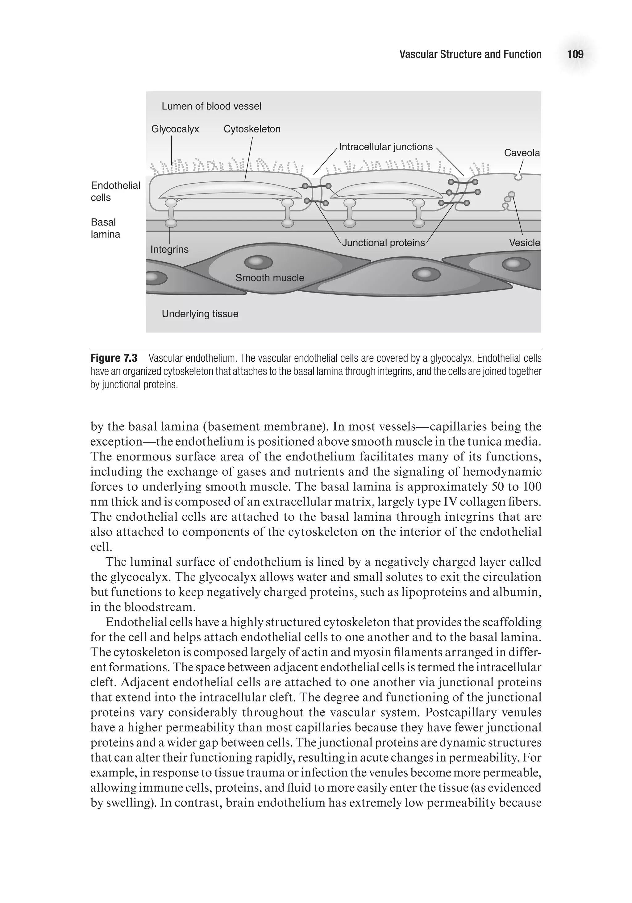 Vascular Structure and Function 109
by the basal lamina (basement membrane). In most vessels—capillaries being the
exception—the endothelium is positioned above smooth muscle in the tunica media.
The enormous surface area of the endothelium facilitates many of its functions,
including the exchange of gases and nutrients and the signaling of hemodynamic
forces to underlying smooth muscle. The basal lamina is approximately 50 to 100
nm thick and is composed of an extracellular matrix, largely type IV collagen fibers.
The endothelial cells are attached to the basal lamina through integrins that are
also attached to components of the cytoskeleton on the interior of the endothelial
cell.
The luminal surface of endothelium is lined by a negatively charged layer called
the glycocalyx. The glycocalyx allows water and small solutes to exit the circulation
but functions to keep negatively charged proteins, such as lipoproteins and albumin,
in the bloodstream.
Endothelial cells have a highly structured cytoskeleton that provides the scaffolding
for the cell and helps attach endothelial cells to one another and to the basal lamina.
The cytoskeleton is composed largely of actin and myosin filaments arranged in differ-
ent formations. The space between adjacent endothelial cells is termed the intracellular
cleft. Adjacent endothelial cells are attached to one another via junctional proteins
that extend into the intracellular cleft. The degree and functioning of the junctional
proteins vary considerably throughout the vascular system. Postcapillary venules
have a higher permeability than most capillaries because they have fewer junctional
proteins and a wider gap between cells. The junctional proteins are dynamic structures
that can alter their functioning rapidly, resulting in acute changes in permeability. For
example, in response to tissue trauma or infection the venules become more permeable,
allowing immune cells, proteins, and fluid to more easily enter the tissue (as evidenced
by swelling). In contrast, brain endothelium has extremely low permeability because
E4414/Smith/Fig.7.03/349993/ARecher/R2
Glycocalyx Cytoskeleton
Intracellular junctions
Caveola
Vesicle
Junctional proteins
Smooth muscle
Integrins
Underlying tissue
Basal
lamina
Endothelial
cells
Lumen of blood vessel
Figure 7.3  Vascular endothelium. The vascular endothelial cells are covered by a glycocalyx. Endothelial cells
have an organized cytoskeleton that attaches to the basal lamina through integrins, and the cells are joined together
by junctional proteins.
 