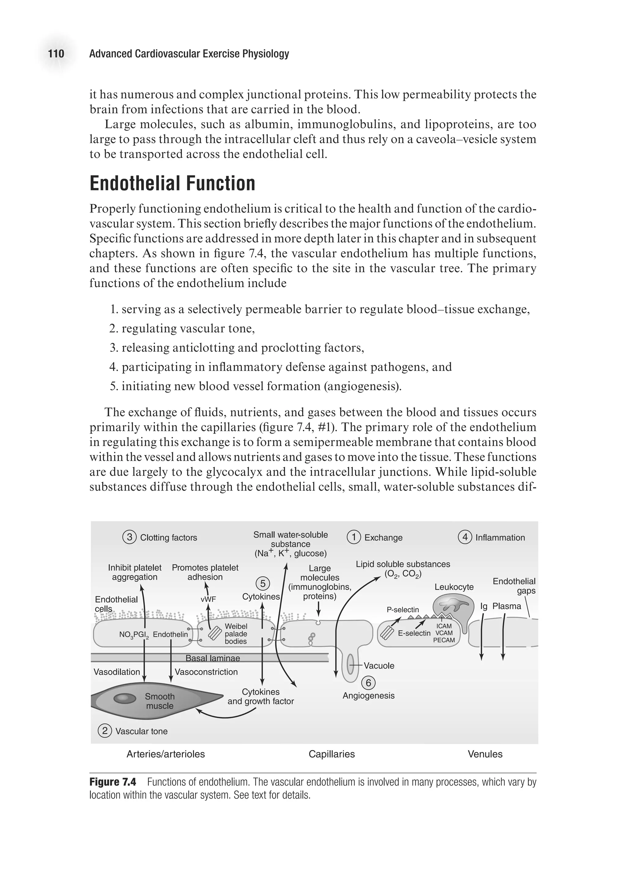 110 Advanced Cardiovascular Exercise Physiology
it has numerous and complex junctional proteins. This low permeability protects the
brain from infections that are carried in the blood.
Large molecules, such as albumin, immunoglobulins, and lipoproteins, are too
large to pass through the intracellular cleft and thus rely on a caveola–vesicle system
to be transported across the endothelial cell.
Endothelial Function
Properly functioning endothelium is critical to the health and function of the cardio-
vascular system. This section briefly describes the major functions of the endothelium.
Specific functions are addressed in more depth later in this chapter and in subsequent
chapters. As shown in figure 7.4, the vascular endothelium has multiple functions,
and these functions are often specific to the site in the vascular tree. The primary
functions of the endothelium include
	 1.	serving as a selectively permeable barrier to regulate blood–tissue exchange,
	 2.	regulating vascular tone,
	 3.	releasing anticlotting and proclotting factors,
	 4.	participating in inflammatory defense against pathogens, and
	 5.	initiating new blood vessel formation (angiogenesis).
The exchange of fluids, nutrients, and gases between the blood and tissues occurs
primarily within the capillaries (figure 7.4, #1). The primary role of the endothelium
in regulating this exchange is to form a semipermeable membrane that contains blood
within the vessel and allows nutrients and gases to move into the tissue. These functions
are due largely to the glycocalyx and the intracellular junctions. While lipid-soluble
substances diffuse through the endothelial cells, small, water-soluble substances dif-
Weibel
palade
bodies
Endothelin
NO3
PGI2
E4414/Smith/Fig.7.04/349994/ARecher/R2
Smooth
muscle
Cytokines
and growth factor
Small water-soluble
substance
(Na+, K+, glucose)
Clotting factors
Basal laminae
Endothelial
cells
3 Exchange
1
Vascular tone
2
Angiogenesis
6
Cytokines
5
Inflammation
4
Inhibit platelet
aggregation
Promotes platelet
adhesion
Endothelial
gaps
Leukocyte
Lipid soluble substances
(O2, CO2)
Vasodilation Vasoconstriction
Ig Plasma
P-selectin
Large
molecules
(immunoglobins,
proteins)
Arteries/arterioles Capillaries Venules
Vacuole
E-selectin
ICAM
vWF
VCAM
PECAM
Figure 7.4  Functions of endothelium. The vascular endothelium is involved in many processes, which vary by
location within the vascular system. See text for details.
 