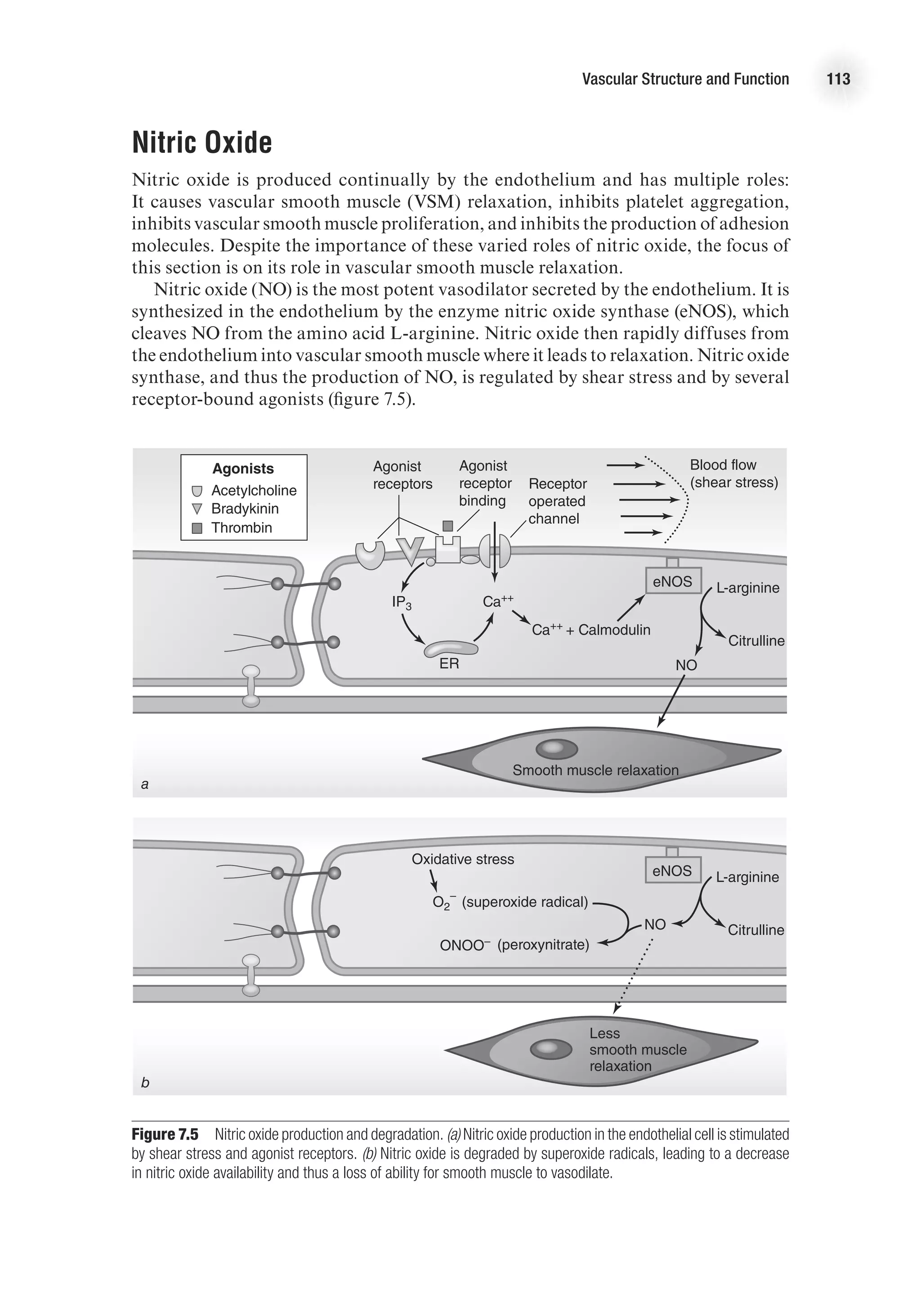 Vascular Structure and Function 113
Nitric Oxide
Nitric oxide is produced continually by the endothelium and has multiple roles:
It causes vascular smooth muscle (VSM) relaxation, inhibits platelet aggregation,
inhibits vascular smooth muscle proliferation, and inhibits the production of adhesion
molecules. Despite the importance of these varied roles of nitric oxide, the focus of
this section is on its role in vascular smooth muscle relaxation.
Nitric oxide (NO) is the most potent vasodilator secreted by the endothelium. It is
synthesized in the endothelium by the enzyme nitric oxide synthase (eNOS), which
cleaves NO from the amino acid L-arginine. Nitric oxide then rapidly diffuses from
the endothelium into vascular smooth muscle where it leads to relaxation. Nitric oxide
synthase, and thus the production of NO, is regulated by shear stress and by several
receptor-bound agonists (figure 7.5).
E4414/Smith/Fig.7.05a/349995/ARecher/R2
Blood flow
(shear stress)
Agonist
receptors
Agonists
Acetylcholine
Bradykinin
Thrombin
Agonist
receptor
binding
Receptor
operated
channel
IP3 Ca++
Ca++ + Calmodulin
ER
eNOS L-arginine
Citrulline
Smooth muscle relaxation
NO
a
E4414/Smith/Fig.7.05b/349996/ARecher/R2
Oxidative stress
(superoxide radical)
(peroxynitrate)
O2
–
ONOO–
eNOS L-arginine
Citrulline
Less
smooth muscle
relaxation
NO
b
Figure 7.5  Nitric oxide production and degradation. (a) Nitric oxide production in the endothelial cell is stimulated
by shear stress and agonist receptors. (b) Nitric oxide is degraded by superoxide radicals, leading to a decrease
in nitric oxide availability and thus a loss of ability for smooth muscle to vasodilate.
 