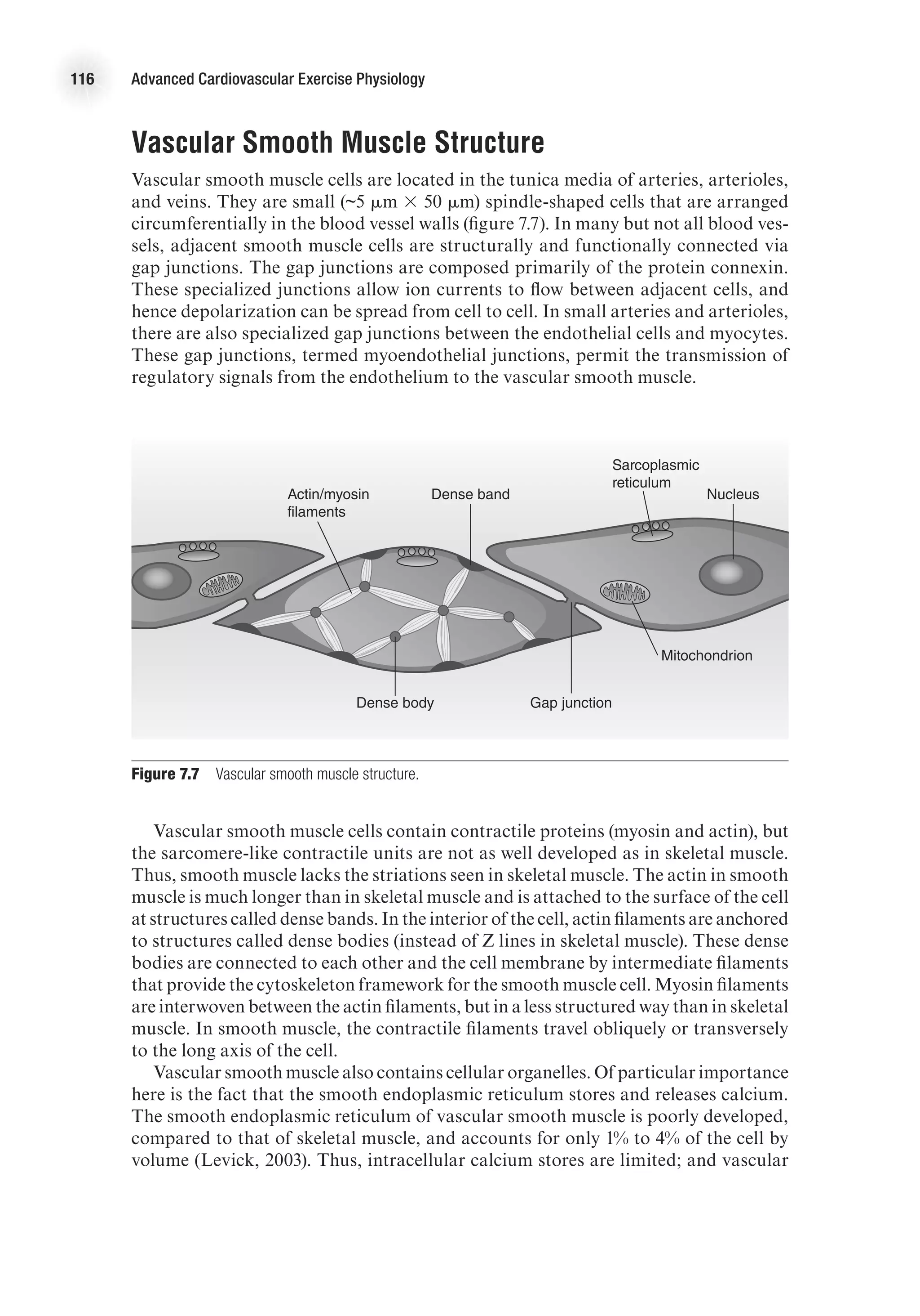 116 Advanced Cardiovascular Exercise Physiology
Vascular Smooth Muscle Structure
Vascular smooth muscle cells are located in the tunica media of arteries, arterioles,
and veins. They are small (~5 mm 3 50 mm) spindle-shaped cells that are arranged
circumferentially in the blood vessel walls (figure 7.7). In many but not all blood ves-
sels, adjacent smooth muscle cells are structurally and functionally connected via
gap junctions. The gap junctions are composed primarily of the protein connexin.
These specialized junctions allow ion currents to flow between adjacent cells, and
hence depolarization can be spread from cell to cell. In small arteries and arterioles,
there are also specialized gap junctions between the endothelial cells and myocytes.
These gap junctions, termed myoendothelial junctions, permit the transmission of
regulatory signals from the endothelium to the vascular smooth muscle.
E4414/Smith/Fig.7.07/349998/ARecher/R1
Actin/myosin
filaments
Dense band
Dense body Gap junction
Mitochondrion
Sarcoplasmic
reticulum
Nucleus
Figure 7.7  Vascular smooth muscle structure.
Vascular smooth muscle cells contain contractile proteins (myosin and actin), but
the sarcomere-like contractile units are not as well developed as in skeletal muscle.
Thus, smooth muscle lacks the striations seen in skeletal muscle. The actin in smooth
muscle is much longer than in skeletal muscle and is attached to the surface of the cell
at structures called dense bands. In the interior of the cell, actin filaments are anchored
to structures called dense bodies (instead of Z lines in skeletal muscle). These dense
bodies are connected to each other and the cell membrane by intermediate filaments
that provide the cytoskeleton framework for the smooth muscle cell. Myosin filaments
are interwoven between the actin filaments, but in a less structured way than in skeletal
muscle. In smooth muscle, the contractile filaments travel obliquely or transversely
to the long axis of the cell.
Vascular smooth muscle also contains cellular organelles. Of particular importance
here is the fact that the smooth endoplasmic reticulum stores and releases calcium.
The smooth endoplasmic reticulum of vascular smooth muscle is poorly developed,
compared to that of skeletal muscle, and accounts for only 1% to 4% of the cell by
volume (Levick, 2003). Thus, intracellular calcium stores are limited; and vascular
 