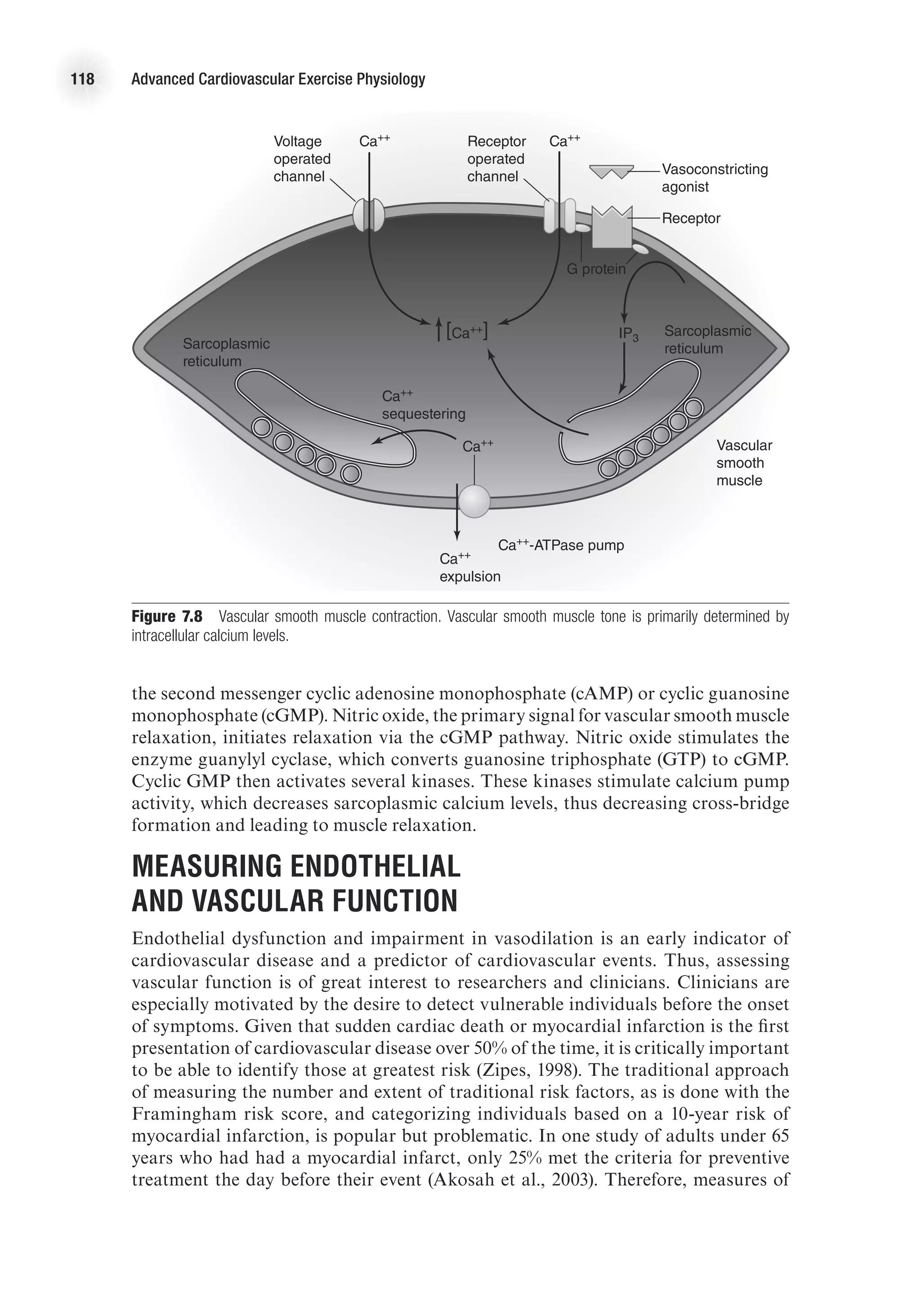 118 Advanced Cardiovascular Exercise Physiology
the second messenger cyclic adenosine monophosphate (cAMP) or cyclic guanosine
monophosphate (cGMP). Nitric oxide, the primary signal for vascular smooth muscle
relaxation, initiates relaxation via the cGMP pathway. Nitric oxide stimulates the
enzyme guanylyl cyclase, which converts guanosine triphosphate (GTP) to cGMP.
Cyclic GMP then activates several kinases. These kinases stimulate calcium pump
activity, which decreases sarcoplasmic calcium levels, thus decreasing cross-bridge
formation and leading to muscle relaxation.
Measuring Endothelial
and Vascular Function
Endothelial dysfunction and impairment in vasodilation is an early indicator of
cardiovascular disease and a predictor of cardiovascular events. Thus, assessing
vascular function is of great interest to researchers and clinicians. Clinicians are
especially motivated by the desire to detect vulnerable individuals before the onset
of symptoms. Given that sudden cardiac death or myocardial infarction is the first
presentation of cardiovascular disease over 50% of the time, it is critically important
to be able to identify those at greatest risk (Zipes, 1998). The traditional approach
of measuring the number and extent of traditional risk factors, as is done with the
Framingham risk score, and categorizing individuals based on a 10-year risk of
myocardial infarction, is popular but problematic. In one study of adults under 65
years who had had a myocardial infarct, only 25% met the criteria for preventive
treatment the day before their event (Akosah et al., 2003). Therefore, measures of
E4414/Smith/Fig.7.08/349999/ARecher/R2
Sarcoplasmic
reticulum
Sarcoplasmic
reticulum
Receptor
operated
channel
Voltage
operated
channel
IP3
Ca++
Ca++
Ca++
expulsion
Ca++
sequestering
Ca++
-ATPase pump
Vascular
smooth
muscle
Ca++
[Ca++]
Receptor
Vasoconstricting
agonist
G protein
Figure 7.8  Vascular smooth muscle contraction. Vascular smooth muscle tone is primarily determined by
intracellular calcium levels.
 