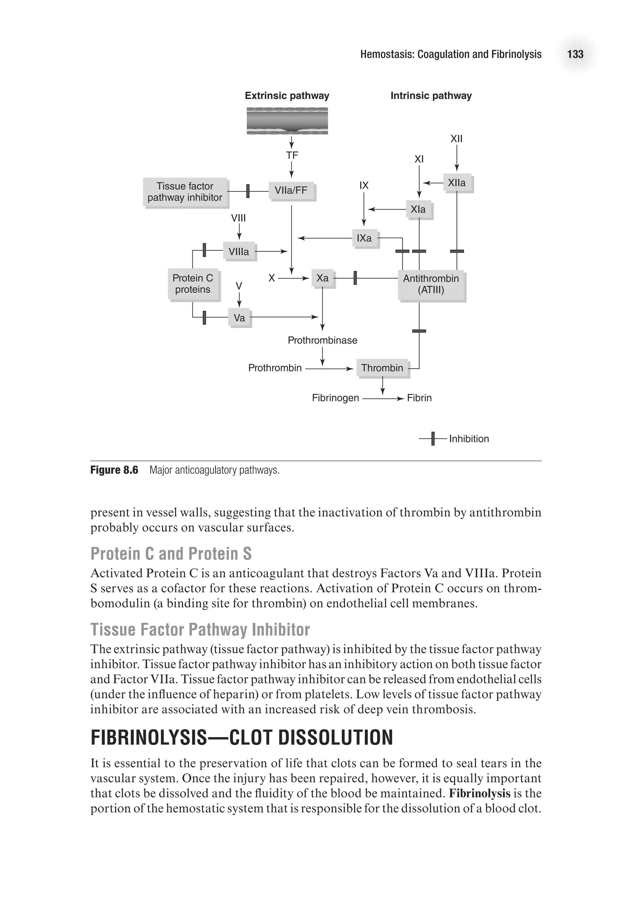 Hemostasis: Coagulation and Fibrinolysis 133
present in vessel walls, suggesting that the inactivation of thrombin by antithrombin
probably occurs on vascular surfaces.
Protein C and Protein S
Activated Protein C is an anticoagulant that destroys Factors Va and VIIIa. Protein
S serves as a cofactor for these reactions. Activation of Protein C occurs on throm-
bomodulin (a binding site for thrombin) on endothelial cell membranes.
Tissue Factor Pathway Inhibitor
The extrinsic pathway (tissue factor pathway) is inhibited by the tissue factor pathway
inhibitor. Tissue factor pathway inhibitor has an inhibitory action on both tissue factor
and Factor VIIa. Tissue factor pathway inhibitor can be released from endothelial cells
(under the influence of heparin) or from platelets. Low levels of tissue factor pathway
inhibitor are associated with an increased risk of deep vein thrombosis.
Fibrinolysis—Clot Dissolution
It is essential to the preservation of life that clots can be formed to seal tears in the
vascular system. Once the injury has been repaired, however, it is equally important
that clots be dissolved and the fluidity of the blood be maintained. Fibrinolysis is the
portion of the hemostatic system that is responsible for the dissolution of a blood clot.
TF
Extrinsic pathway Intrinsic pathway
IX
XI
XIa
XIIa
XII
Xa
X
IXa
VIII
V
Va
Prothrombinase
Prothrombin Thrombin
Fibrinogen Fibrin
Inhibition
Tissue factor
pathway inhibitor
VIIa/FF
Protein C
proteins
VIIIa
Antithrombin
(ATIII)
E4414/Smith/Fig. 8.6/350008/RR/R2
Figure 8.6  Major anticoagulatory pathways.
 