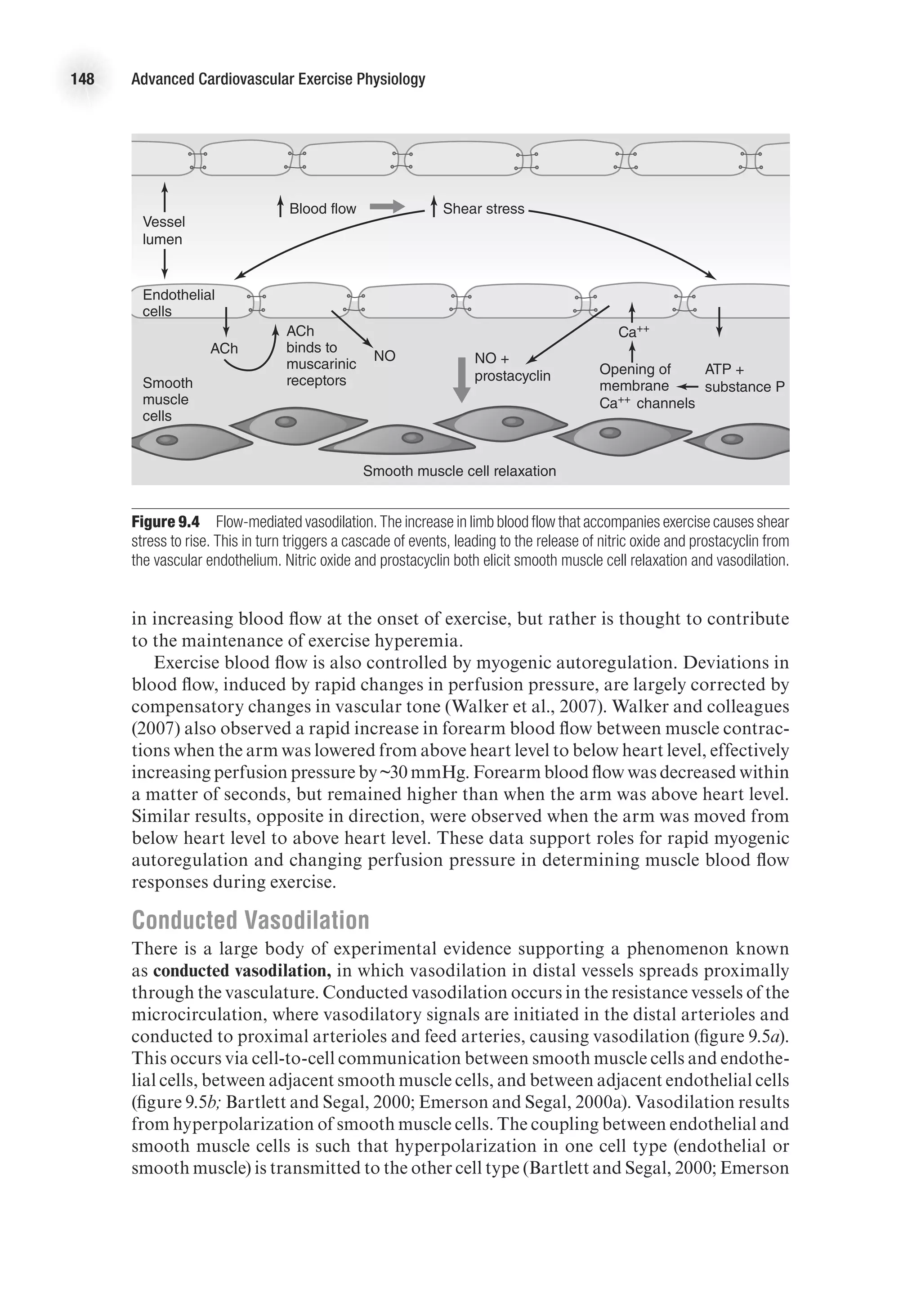 148 Advanced Cardiovascular Exercise Physiology
in increasing blood flow at the onset of exercise, but rather is thought to contribute
to the maintenance of exercise hyperemia.
Exercise blood flow is also controlled by myogenic autoregulation. Deviations in
blood flow, induced by rapid changes in perfusion pressure, are largely corrected by
compensatory changes in vascular tone (Walker et al., 2007). Walker and colleagues
(2007) also observed a rapid increase in forearm blood flow between muscle contrac-
tions when the arm was lowered from above heart level to below heart level, effectively
increasing perfusion pressure by ~30 mmHg. Forearm blood flow was decreased within
a matter of seconds, but remained higher than when the arm was above heart level.
Similar results, opposite in direction, were observed when the arm was moved from
below heart level to above heart level. These data support roles for rapid myogenic
autoregulation and changing perfusion pressure in determining muscle blood flow
responses during exercise.
Conducted Vasodilation
There is a large body of experimental evidence supporting a phenomenon known
as conducted vasodilation, in which vasodilation in distal vessels spreads proximally
through the vasculature. Conducted vasodilation occurs in the resistance vessels of the
microcirculation, where vasodilatory signals are initiated in the distal arterioles and
conducted to proximal arterioles and feed arteries, causing vasodilation (figure 9.5a).
This occurs via cell-to-cell communication between smooth muscle cells and endothe-
lial cells, between adjacent smooth muscle cells, and between adjacent endothelial cells
(figure 9.5b; Bartlett and Segal, 2000; Emerson and Segal, 2000a). Vasodilation results
from hyperpolarization of smooth muscle cells. The coupling between endothelial and
smooth muscle cells is such that hyperpolarization in one cell type (endothelial or
smooth muscle) is transmitted to the other cell type (Bartlett and Segal, 2000; Emerson
Smooth
muscle
cells
Endothelial
cells
Smooth muscle cell relaxation
ACh
NO
Blood flow
Vessel
lumen
Shear stress
NO +
prostacyclin
Ca++
ACh
binds to
muscarinic
receptors
Opening of
membrane
Ca++ channels
ATP +
substance P
E4414/Smith/Fig.9.04/350023/ARecher/R3
Figure 9.4  Flow-mediated vasodilation. The increase in limb blood flow that accompanies exercise causes shear
stress to rise. This in turn triggers a cascade of events, leading to the release of nitric oxide and prostacyclin from
the vascular endothelium. Nitric oxide and prostacyclin both elicit smooth muscle cell relaxation and vasodilation.
 