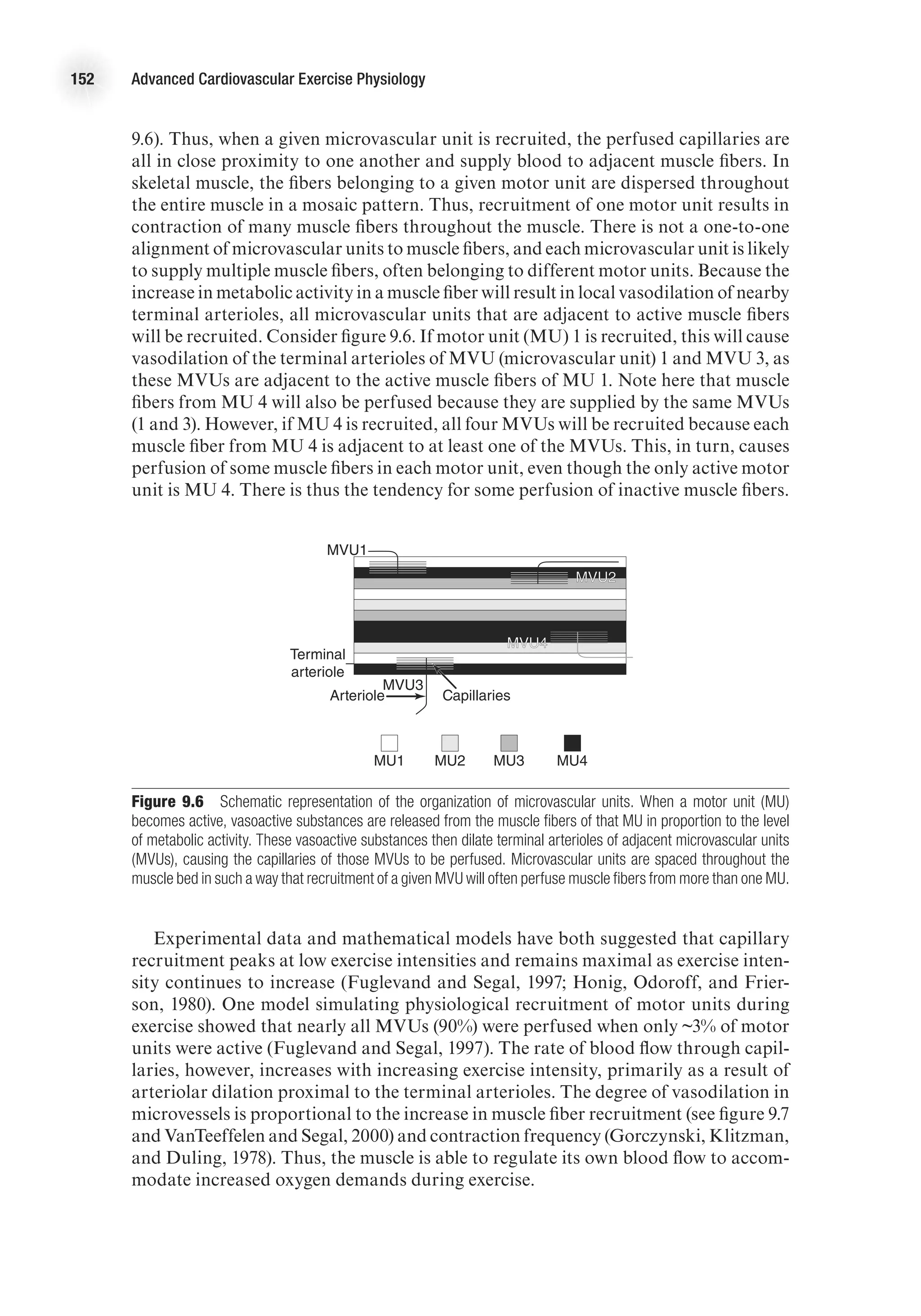 152 Advanced Cardiovascular Exercise Physiology
9.6). Thus, when a given microvascular unit is recruited, the perfused capillaries are
all in close proximity to one another and supply blood to adjacent muscle fibers. In
skeletal muscle, the fibers belonging to a given motor unit are dispersed throughout
the entire muscle in a mosaic pattern. Thus, recruitment of one motor unit results in
contraction of many muscle fibers throughout the muscle. There is not a one-to-one
alignment of microvascular units to muscle fibers, and each microvascular unit is likely
to supply multiple muscle fibers, often belonging to different motor units. Because the
increase in metabolic activity in a muscle fiber will result in local vasodilation of nearby
terminal arterioles, all microvascular units that are adjacent to active muscle fibers
will be recruited. Consider figure 9.6. If motor unit (MU) 1 is recruited, this will cause
vasodilation of the terminal arterioles of MVU (microvascular unit) 1 and MVU 3, as
these MVUs are adjacent to the active muscle fibers of MU 1. Note here that muscle
fibers from MU 4 will also be perfused because they are supplied by the same MVUs
(1 and 3). However, if MU 4 is recruited, all four MVUs will be recruited because each
muscle fiber from MU 4 is adjacent to at least one of the MVUs. This, in turn, causes
perfusion of some muscle fibers in each motor unit, even though the only active motor
unit is MU 4. There is thus the tendency for some perfusion of inactive muscle fibers.
Figure 9.6  Schematic representation of the organization of microvascular units. When a motor unit (MU)
becomes active, vasoactive substances are released from the muscle fibers of that MU in proportion to the level
of metabolic activity. These vasoactive substances then dilate terminal arterioles of adjacent microvascular units
(MVUs), causing the capillaries of those MVUs to be perfused. Microvascular units are spaced throughout the
muscle bed in such a way that recruitment of a given MVU will often perfuse muscle fibers from more than one MU.
Experimental data and mathematical models have both suggested that capillary
recruitment peaks at low exercise intensities and remains maximal as exercise inten-
sity continues to increase (Fuglevand and Segal, 1997; Honig, Odoroff, and Frier-
son, 1980). One model simulating physiological recruitment of motor units during
exercise showed that nearly all MVUs (90%) were perfused when only ~3% of motor
units were active (Fuglevand and Segal, 1997). The rate of blood flow through capil-
laries, however, increases with increasing exercise intensity, primarily as a result of
arteriolar dilation proximal to the terminal arterioles. The degree of vasodilation in
microvessels is proportional to the increase in muscle fiber recruitment (see figure 9.7
and VanTeeffelen and Segal, 2000) and contraction frequency (Gorczynski, Klitzman,
and Duling, 1978). Thus, the muscle is able to regulate its own blood flow to accom-
modate increased oxygen demands during exercise.
E4414/Smith/fig9.6/350026/alw/r3
MVU1
MVU3
MVU2
Arteriole
Terminal
arteriole
Capillaries
MU1 MU2 MU3 MU4
MVU4 MVU4
MVU4
MVU4
MVU4
 