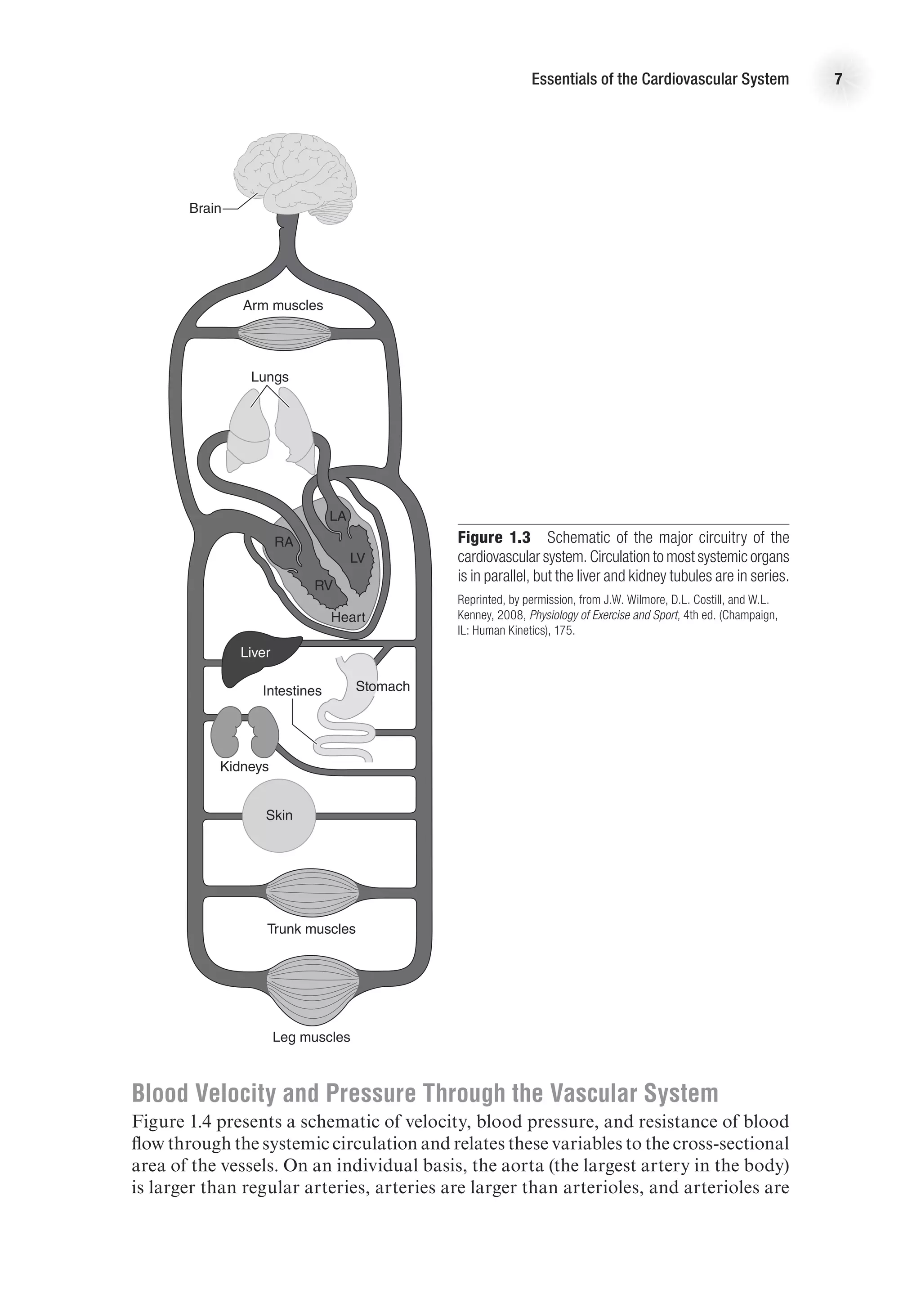 Essentials of the Cardiovascular System 7
Figure 1.3  Schematic of the major circuitry of the
cardiovascular system. Circulation to most systemic organs
is in parallel, but the liver and kidney tubules are in series.
Reprinted, by permission, from J.W. Wilmore, D.L. Costill, and W.L.
Kenney, 2008, Physiology of Exercise and Sport, 4th ed. (Champaign,
IL: Human Kinetics), 175.
E4414/Smith/fig1.3/349893/alw/pulled-r2
Brain
RA
LA
LV
RV
Stomach
Liver
Kidneys
Intestines
Arm muscles
Trunk muscles
Leg muscles
Heart
Skin
Lungs
Blood Velocity and Pressure Through the Vascular System
Figure 1.4 presents a schematic of velocity, blood pressure, and resistance of blood
flow through the systemic circulation and relates these variables to the cross-sectional
area of the vessels. On an individual basis, the aorta (the largest artery in the body)
is larger than regular arteries, arteries are larger than arterioles, and arterioles are
 