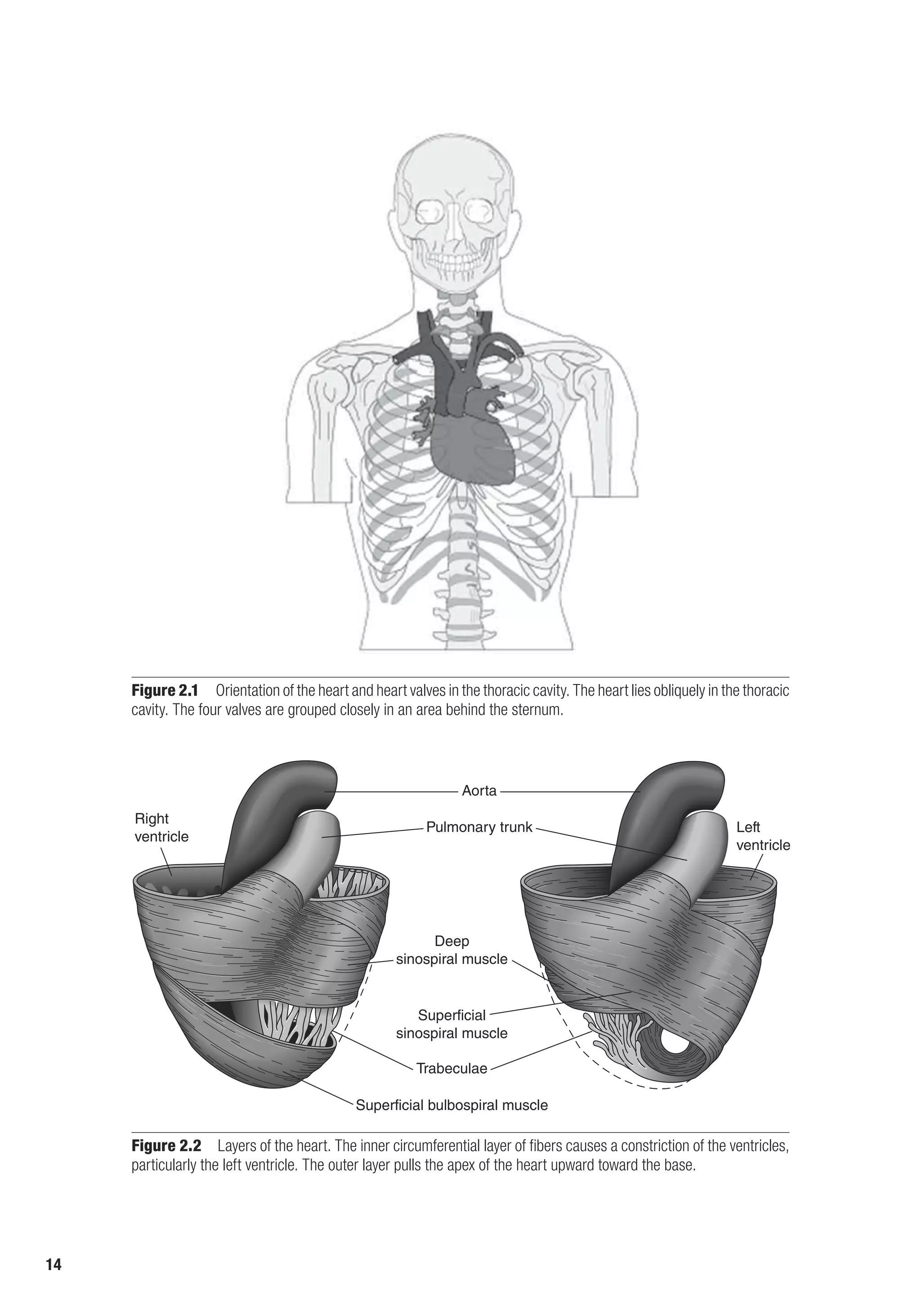 14
E4414/Smith/fig2.1/349898/alw/pulled-r2
Figure 2.1  Orientation of the heart and heart valves in the thoracic cavity. The heart lies obliquely in the thoracic
cavity. The four valves are grouped closely in an area behind the sternum.
E4414/Smith/Fig.2.02/349900/ARecher/R1
Right
ventricle
Left
ventricle
Aorta
Pulmonary trunk
Deep
sinospiral muscle
Superficial
sinospiral muscle
Superficial bulbospiral muscle
Trabeculae
Figure 2.2  Layers of the heart. The inner circumferential layer of fibers causes a constriction of the ventricles,
particularly the left ventricle. The outer layer pulls the apex of the heart upward toward the base.
 