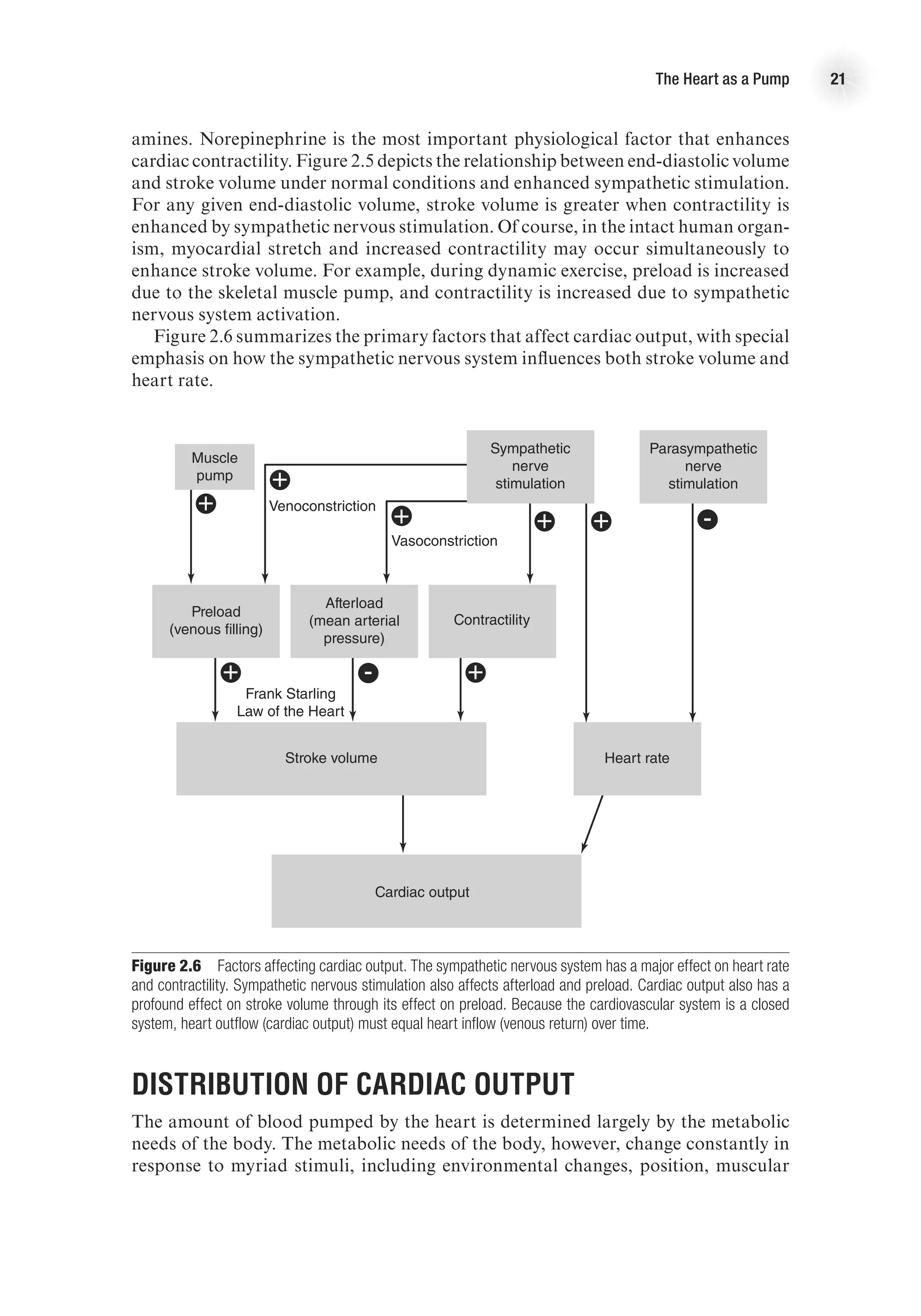The Heart as a Pump 21
amines. Norepinephrine is the most important physiological factor that enhances
cardiac contractility. Figure 2.5 depicts the relationship between end-diastolic volume
and stroke volume under normal conditions and enhanced sympathetic stimulation.
For any given end-diastolic volume, stroke volume is greater when contractility is
enhanced by sympathetic nervous stimulation. Of course, in the intact human organ-
ism, myocardial stretch and increased contractility may occur simultaneously to
enhance stroke volume. For example, during dynamic exercise, preload is increased
due to the skeletal muscle pump, and contractility is increased due to sympathetic
nervous system activation.
Figure 2.6 summarizes the primary factors that affect cardiac output, with special
emphasis on how the sympathetic nervous system influences both stroke volume and
heart rate.
E4414/Smith/fig2.6/349906/alw/r3-kh
Muscle
pump
Sympathetic
nerve
stimulation
Parasympathetic
nerve
stimulation
Preload
(venous filling)
Afterload
(mean arterial
pressure)
Contractility
Stroke volume Heart rate
Cardiac output
Frank Starling
Law of the Heart
Vasoconstriction
Venoconstriction
+
+
+ -
-
+
+
+
+
Figure 2.6  Factors affecting cardiac output. The sympathetic nervous system has a major effect on heart rate
and contractility. Sympathetic nervous stimulation also affects afterload and preload. Cardiac output also has a
profound effect on stroke volume through its effect on preload. Because the cardiovascular system is a closed
system, heart outflow (cardiac output) must equal heart inflow (venous return) over time.
Distribution of Cardiac Output
The amount of blood pumped by the heart is determined largely by the metabolic
needs of the body. The metabolic needs of the body, however, change constantly in
response to myriad stimuli, including environmental changes, position, muscular
 