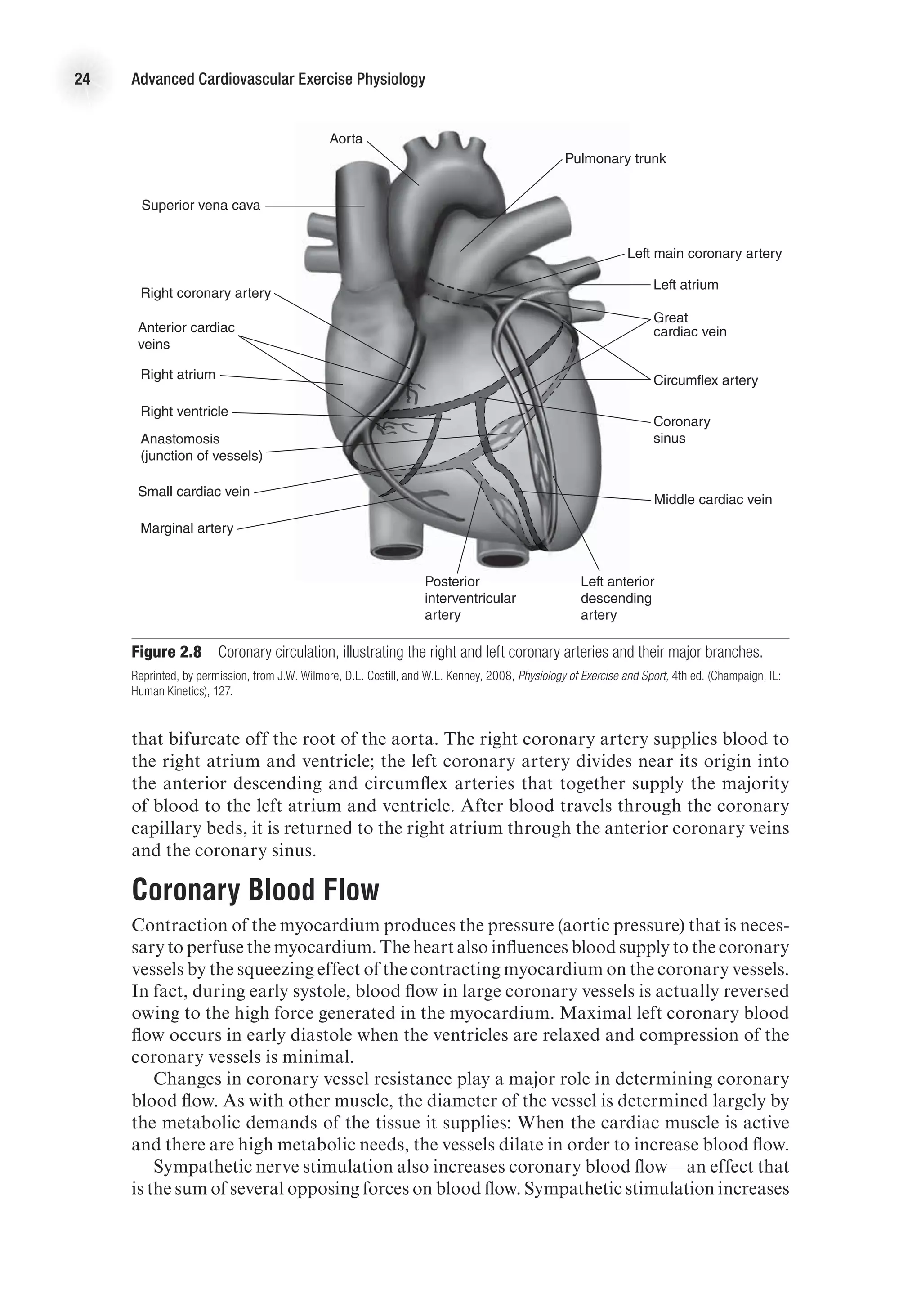 24 Advanced Cardiovascular Exercise Physiology
that bifurcate off the root of the aorta. The right coronary artery supplies blood to
the right atrium and ventricle; the left coronary artery divides near its origin into
the anterior descending and circumflex arteries that together supply the majority
of blood to the left atrium and ventricle. After blood travels through the coronary
capillary beds, it is returned to the right atrium through the anterior coronary veins
and the coronary sinus.
Coronary Blood Flow
Contraction of the myocardium produces the pressure (aortic pressure) that is neces-
sary to perfuse the myocardium. The heart also influences blood supply to the coronary
vessels by the squeezing effect of the contracting myocardium on the coronary vessels.
In fact, during early systole, blood flow in large coronary vessels is actually reversed
owing to the high force generated in the myocardium. Maximal left coronary blood
flow occurs in early diastole when the ventricles are relaxed and compression of the
coronary vessels is minimal.
Changes in coronary vessel resistance play a major role in determining coronary
blood flow. As with other muscle, the diameter of the vessel is determined largely by
the metabolic demands of the tissue it supplies: When the cardiac muscle is active
and there are high metabolic needs, the vessels dilate in order to increase blood flow.
Sympathetic nerve stimulation also increases coronary blood flow—an effect that
is the sum of several opposing forces on blood flow. Sympathetic stimulation increases
Figure 2.8  Coronary circulation, illustrating the right and left coronary arteries and their major branches.
Reprinted, by permission, from J.W. Wilmore, D.L. Costill, and W.L. Kenney, 2008, Physiology of Exercise and Sport, 4th ed. (Champaign, IL:
Human Kinetics), 127.
Aorta
Pulmonary trunk
Circumflex artery
Left anterior
descending
artery
Posterior
interventricular
artery
Right ventricle
Middle cardiac vein
Coronary
sinus
Left main coronary artery
Marginal artery
Right coronary artery
Left atrium
Right atrium
Anterior cardiac
veins
Small cardiac vein
Superior vena cava
Anastomosis
(junction of vessels)
E4414/Smith/fig2.8/349908/alw/KE-R3
Great
cardiac vein
 