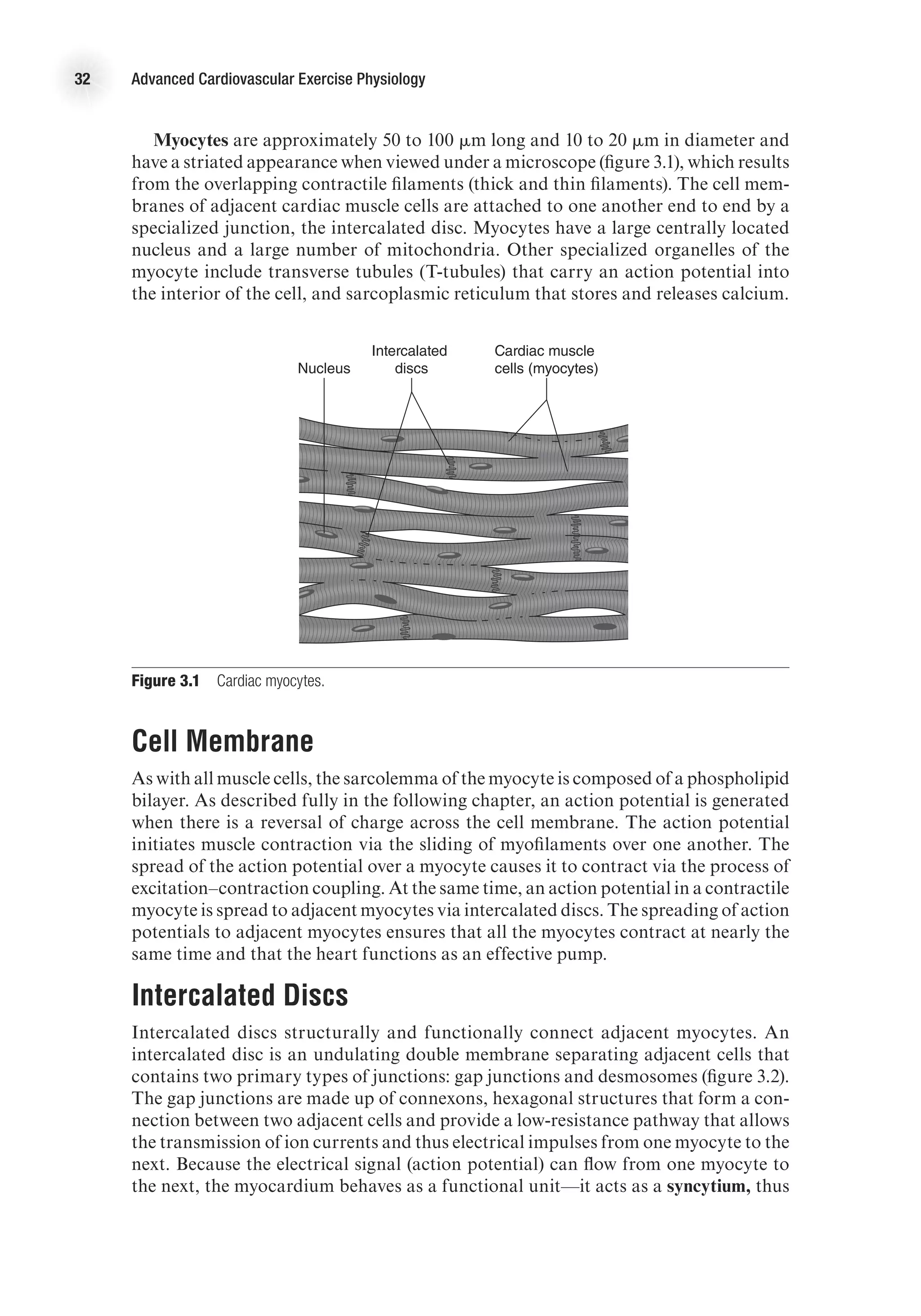 32 Advanced Cardiovascular Exercise Physiology
Myocytes are approximately 50 to 100 mm long and 10 to 20 mm in diameter and
have a striated appearance when viewed under a microscope (figure 3.1), which results
from the overlapping contractile filaments (thick and thin filaments). The cell mem-
branes of adjacent cardiac muscle cells are attached to one another end to end by a
specialized junction, the intercalated disc. Myocytes have a large centrally located
nucleus and a large number of mitochondria. Other specialized organelles of the
myocyte include transverse tubules (T-tubules) that carry an action potential into
the interior of the cell, and sarcoplasmic reticulum that stores and releases calcium.
b
Nucleus
Intercalated
discs
Cardiac muscle
cells (myocytes)
E4414/Smith/Fig 3.1 b/349913/RR/R2
Figure 3.1  Cardiac myocytes.
Cell Membrane
As with all muscle cells, the sarcolemma of the myocyte is composed of a phospholipid
bilayer. As described fully in the following chapter, an action potential is generated
when there is a reversal of charge across the cell membrane. The action potential
initiates muscle contraction via the sliding of myofilaments over one another. The
spread of the action potential over a myocyte causes it to contract via the process of
excitation–contraction coupling. At the same time, an action potential in a contractile
myocyte is spread to adjacent myocytes via intercalated discs. The spreading of action
potentials to adjacent myocytes ensures that all the myocytes contract at nearly the
same time and that the heart functions as an effective pump.
Intercalated Discs
Intercalated discs structurally and functionally connect adjacent myocytes. An
intercalated disc is an undulating double membrane separating adjacent cells that
contains two primary types of junctions: gap junctions and desmosomes (figure 3.2).
The gap junctions are made up of connexons, hexagonal structures that form a con-
nection between two adjacent cells and provide a low-resistance pathway that allows
the transmission of ion currents and thus electrical impulses from one myocyte to the
next. Because the electrical signal (action potential) can flow from one myocyte to
the next, the myocardium behaves as a functional unit—it acts as a syncytium, thus
 