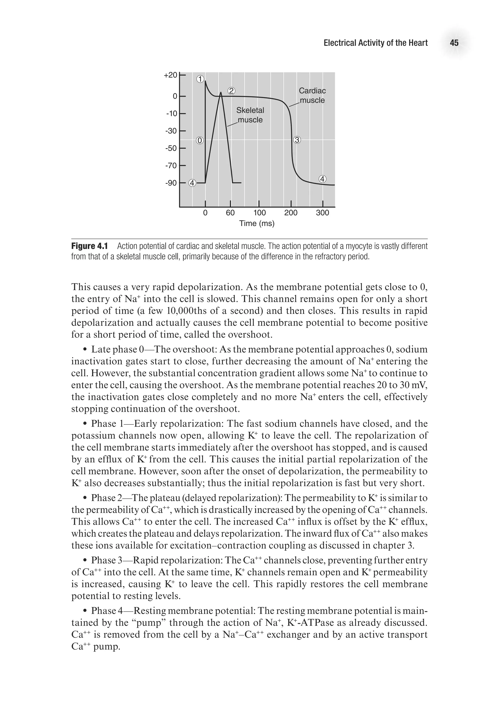 Electrical Activity of the Heart 45
This causes a very rapid depolarization. As the membrane potential gets close to 0,
the entry of Na+
into the cell is slowed. This channel remains open for only a short
period of time (a few 10,000ths of a second) and then closes. This results in rapid
depolarization and actually causes the cell membrane potential to become positive
for a short period of time, called the overshoot.
•
• Late phase 0—The overshoot: As the membrane potential approaches 0, sodium
inactivation gates start to close, further decreasing the amount of Na+
entering the
cell. However, the substantial concentration gradient allows some Na+
to continue to
enter the cell, causing the overshoot. As the membrane potential reaches 20 to 30 mV,
the inactivation gates close completely and no more Na+
enters the cell, effectively
stopping continuation of the overshoot.
•
• Phase 1—Early repolarization: The fast sodium channels have closed, and the
potassium channels now open, allowing K+
to leave the cell. The repolarization of
the cell membrane starts immediately after the overshoot has stopped, and is caused
by an efflux of K+
from the cell. This causes the initial partial repolarization of the
cell membrane. However, soon after the onset of depolarization, the permeability to
K+
also decreases substantially; thus the initial repolarization is fast but very short.
•
• Phase 2—The plateau (delayed repolarization): The permeability to K+
is similar to
the permeability of Ca++
, which is drastically increased by the opening of Ca++
channels.
This allows Ca++
to enter the cell. The increased Ca++
influx is offset by the K+
efflux,
which creates the plateau and delays repolarization. The inward flux of Ca++
also makes
these ions available for excitation–contraction coupling as discussed in chapter 3.
•
• Phase 3—Rapid repolarization: The Ca++
channels close, preventing further entry
of Ca++
into the cell. At the same time, K+
channels remain open and K+
permeability
is increased, causing K+
to leave the cell. This rapidly restores the cell membrane
potential to resting levels.
•
• Phase 4—Resting membrane potential: The resting membrane potential is main-
tained by the “pump” through the action of Na+
, K+
-ATPase as already discussed.
Ca++
is removed from the cell by a Na+
–Ca++
exchanger and by an active transport
Ca++
pump.
E4417/Smith/fig4.1/349921/alw/r1
+20
0
-10
-30
-50
-70
-90
0 60 100 200 300
Time (ms)
0
1
2
3
4
4
Skeletal
muscle
Cardiac
muscle
Figure 4.1  Action potential of cardiac and skeletal muscle. The action potential of a myocyte is vastly different
from that of a skeletal muscle cell, primarily because of the difference in the refractory period.
 