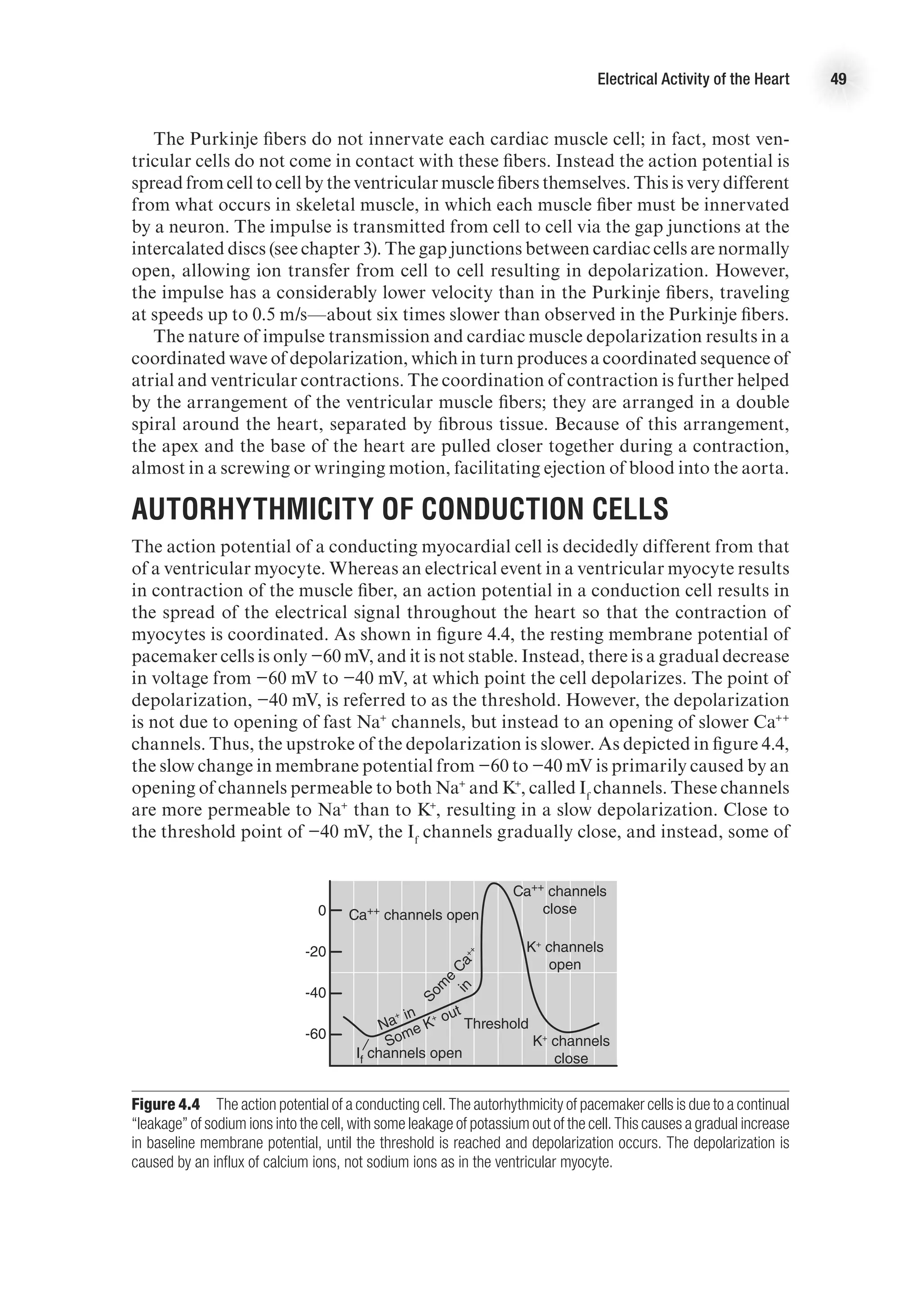 Electrical Activity of the Heart 49
The Purkinje fibers do not innervate each cardiac muscle cell; in fact, most ven-
tricular cells do not come in contact with these fibers. Instead the action potential is
spread from cell to cell by the ventricular muscle fibers themselves. This is very different
from what occurs in skeletal muscle, in which each muscle fiber must be innervated
by a neuron. The impulse is transmitted from cell to cell via the gap junctions at the
intercalated discs (see chapter 3). The gap junctions between cardiac cells are normally
open, allowing ion transfer from cell to cell resulting in depolarization. However,
the impulse has a considerably lower velocity than in the Purkinje fibers, traveling
at speeds up to 0.5 m/s—about six times slower than observed in the Purkinje fibers.
The nature of impulse transmission and cardiac muscle depolarization results in a
coordinated wave of depolarization, which in turn produces a coordinated sequence of
atrial and ventricular contractions. The coordination of contraction is further helped
by the arrangement of the ventricular muscle fibers; they are arranged in a double
spiral around the heart, separated by fibrous tissue. Because of this arrangement,
the apex and the base of the heart are pulled closer together during a contraction,
almost in a screwing or wringing motion, facilitating ejection of blood into the aorta.
Autorhythmicity of Conduction Cells
The action potential of a conducting myocardial cell is decidedly different from that
of a ventricular myocyte. Whereas an electrical event in a ventricular myocyte results
in contraction of the muscle fiber, an action potential in a conduction cell results in
the spread of the electrical signal throughout the heart so that the contraction of
myocytes is coordinated. As shown in figure 4.4, the resting membrane potential of
pacemaker cells is only −60 mV, and it is not stable. Instead, there is a gradual decrease
in voltage from −60 mV to −40 mV, at which point the cell depolarizes. The point of
depolarization, −40 mV, is referred to as the threshold. However, the depolarization
is not due to opening of fast Na+
channels, but instead to an opening of slower Ca++
channels. Thus, the upstroke of the depolarization is slower. As depicted in figure 4.4,
the slow change in membrane potential from −60 to −40 mV is primarily caused by an
opening of channels permeable to both Na+
and K+
, called If
channels. These channels
are more permeable to Na+
than to K+
, resulting in a slow depolarization. Close to
the threshold point of −40 mV, the If
channels gradually close, and instead, some of
E4414/Smith/fig4.4/349925/alw/r2
0
-20
-40
-60
Na
+ in
Some K
+ out
S
o
m
e
C
a
+
+
i
n
Threshold
K+
channels
close
Ca++
channels
close
K+
channels
open
Ca++
channels open
If
channels open
Figure 4.4  The action potential of a conducting cell. The autorhythmicity of pacemaker cells is due to a continual
“leakage” of sodium ions into the cell, with some leakage of potassium out of the cell. This causes a gradual increase
in baseline membrane potential, until the threshold is reached and depolarization occurs. The depolarization is
caused by an influx of calcium ions, not sodium ions as in the ventricular myocyte.
 