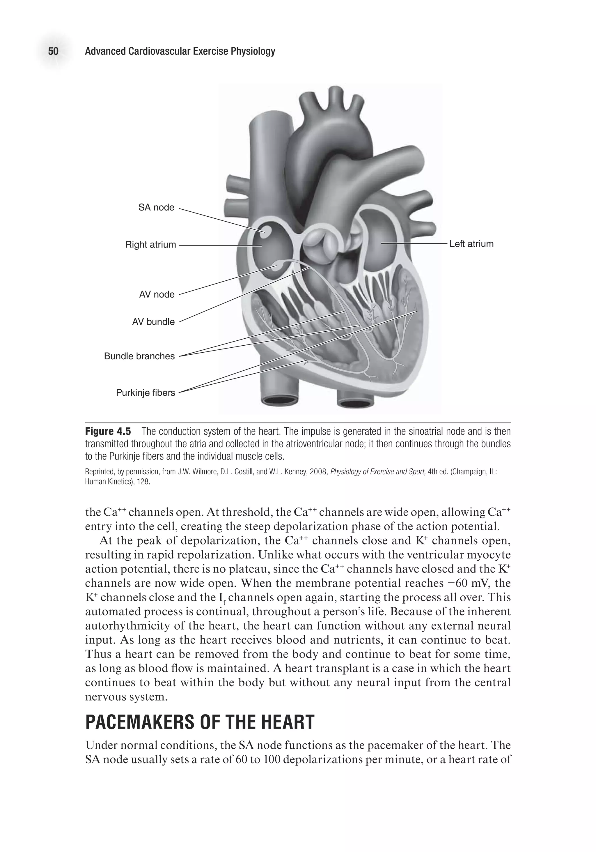 50 Advanced Cardiovascular Exercise Physiology
the Ca++
channels open. At threshold, the Ca++
channels are wide open, allowing Ca++
entry into the cell, creating the steep depolarization phase of the action potential.
At the peak of depolarization, the Ca++
channels close and K+
channels open,
resulting in rapid repolarization. Unlike what occurs with the ventricular myocyte
action potential, there is no plateau, since the Ca++
channels have closed and the K+
channels are now wide open. When the membrane potential reaches −60 mV, the
K+
channels close and the If
channels open again, starting the process all over. This
automated process is continual, throughout a person’s life. Because of the inherent
autorhythmicity of the heart, the heart can function without any external neural
input. As long as the heart receives blood and nutrients, it can continue to beat.
Thus a heart can be removed from the body and continue to beat for some time,
as long as blood flow is maintained. A heart transplant is a case in which the heart
continues to beat within the body but without any neural input from the central
nervous system.
Pacemakers of the Heart
Under normal conditions, the SA node functions as the pacemaker of the heart. The
SA node usually sets a rate of 60 to 100 depolarizations per minute, or a heart rate of
E4414/Smith/fig4.5/349926/alw/pulled-r1
SA node
Right atrium
AV node
AV bundle
Bundle branches
Purkinje fibers
Left atrium
Figure 4.5  The conduction system of the heart. The impulse is generated in the sinoatrial node and is then
transmitted throughout the atria and collected in the atrioventricular node; it then continues through the bundles
to the Purkinje fibers and the individual muscle cells.
Reprinted, by permission, from J.W. Wilmore, D.L. Costill, and W.L. Kenney, 2008, Physiology of Exercise and Sport, 4th ed. (Champaign, IL:
Human Kinetics), 128.
 