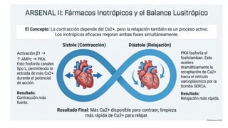 Agentes Inotropicos Farmacología Cardiovascular: Agentes Vasopresores e Inotrópicos en el ...